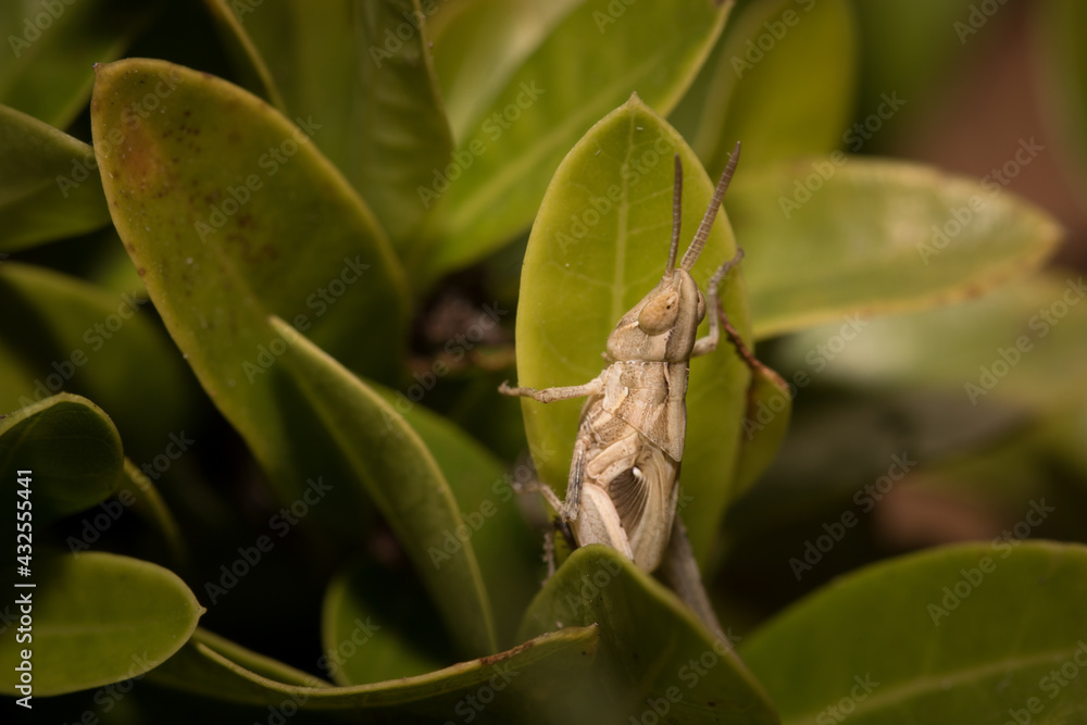 The little grasshopper.