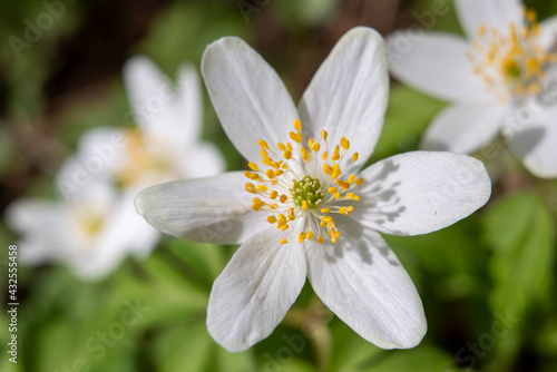 Wood Anemone Spring flower blossom field in sunlight  macro landscape Scenery of fresh springtime wildflowers outdoors during growth mirroring environment ecology concept.