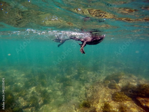 Flightless cormorant swimming on the surface of the water at Punta Morena, Isabela Island, Galapagos, Ecuador photo