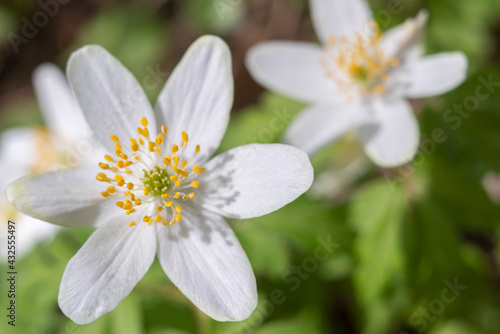 Wood Anemone Spring flower blossom field in sunlight, macro landscape Scenery of fresh springtime wildflowers outdoors during growth mirroring environment ecology concept.