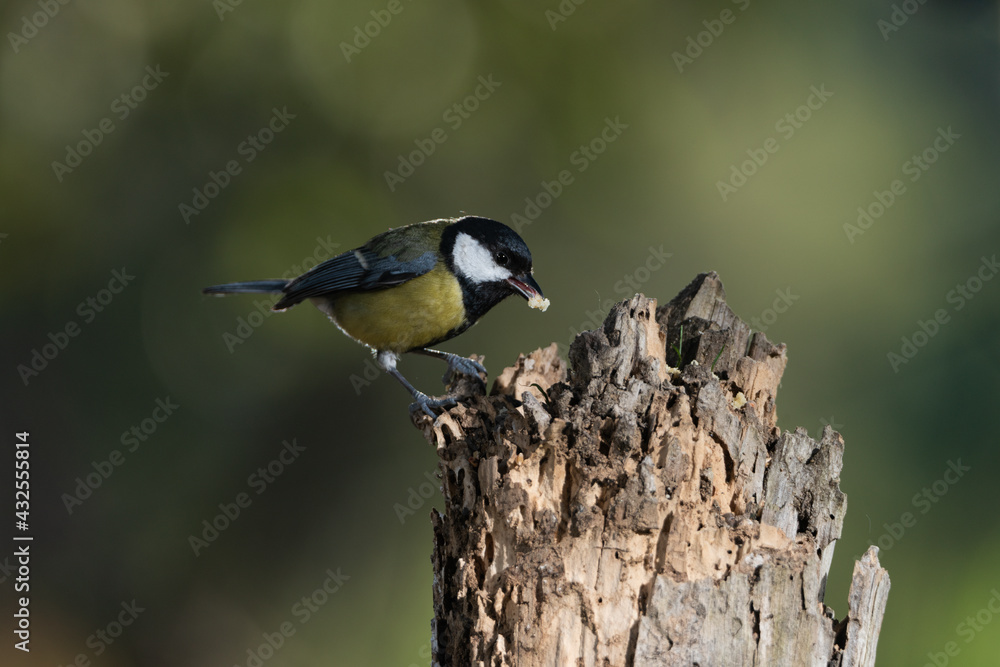 carbonero común comiendo en un tronco (Parus major) carbonero común comiendo en un tronco (Parus major)