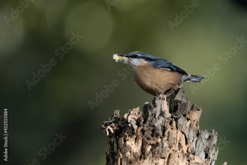 trepador azul comiendo en un tronco viejo (Sitta europaea)​ 