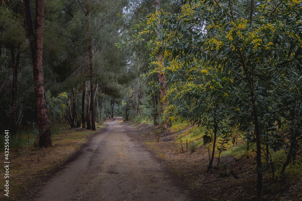 Fototapeta premium path in the forest