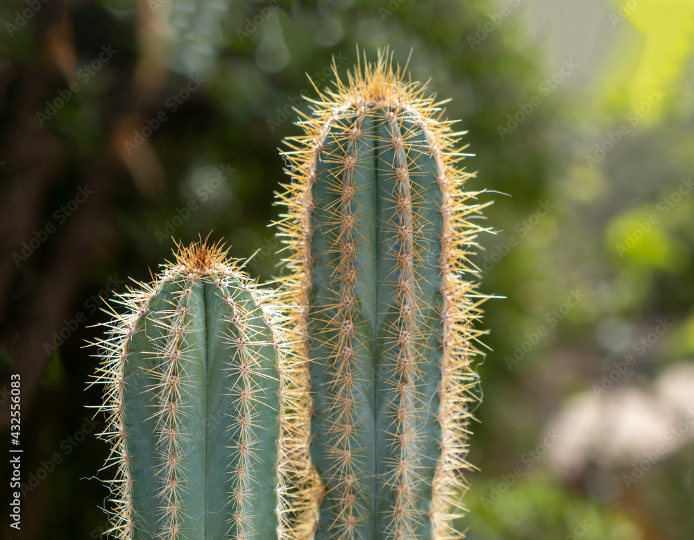 San Pedro cactus, trichocereus, echinopsis pachanoi with spines background. - obrazy, fototapety, plakaty 