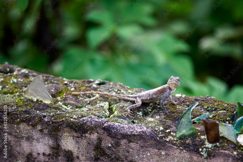 Obraz premium African Agama looking right into the camera and showing his face african, agama agama, background, brown, close, closeup, color, colorful, detail, , eye,
