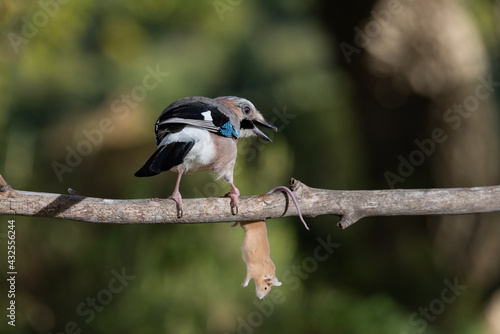 arrendajo euroasiático cazando y comiendo un ratón (Garrulus glandarius) 