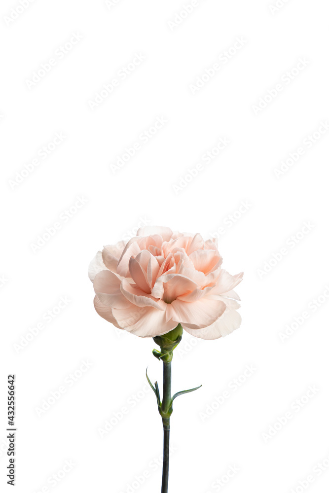Carnation Carnation