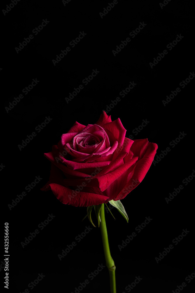 Rose with black background