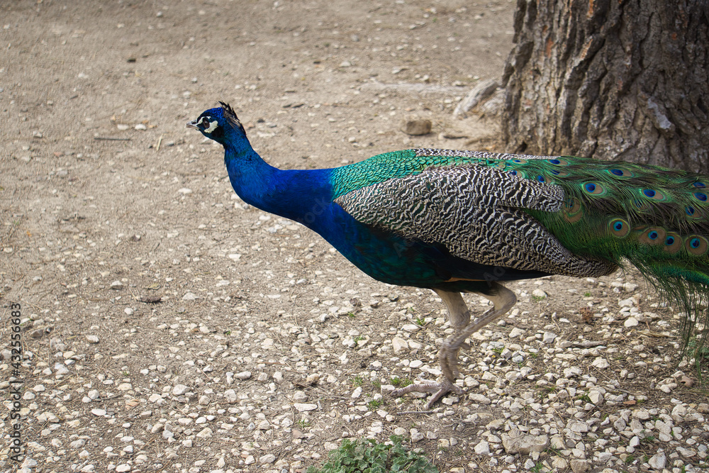 peacock displaying its plumage in a natural park and animal reserve, located in the Sierra de Aitana, Alicante, Spain.