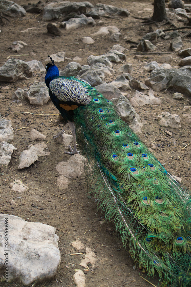 Obraz premium peacock displaying its plumage in a natural park and animal reserve, located in the Sierra de Aitana, Alicante, Spain.