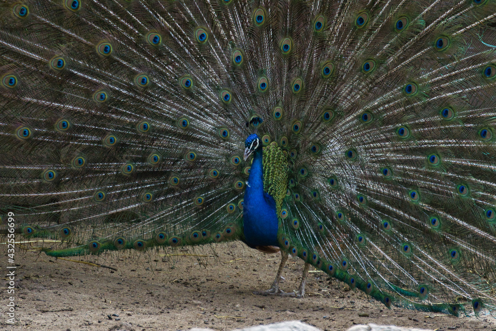 Obraz premium peacock displaying its plumage in a natural park and animal reserve, located in the Sierra de Aitana, Alicante, Spain.