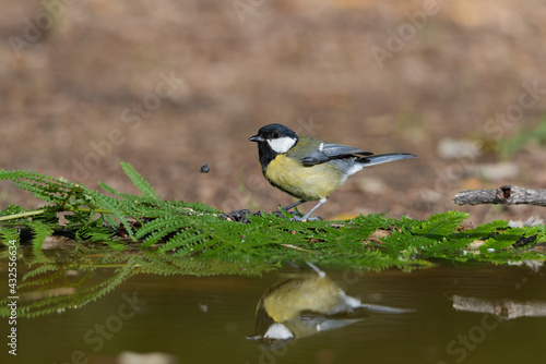 carbonero común bebiendo en el estanque del parque (Parus major)