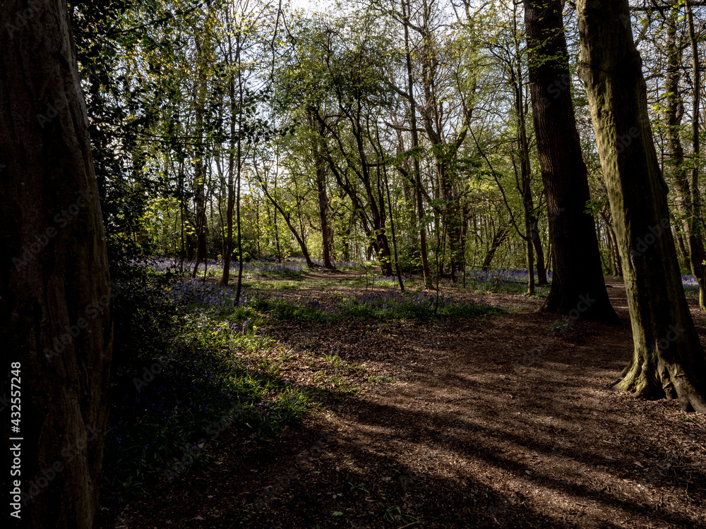 Fototapeta premium BLUE BELLS