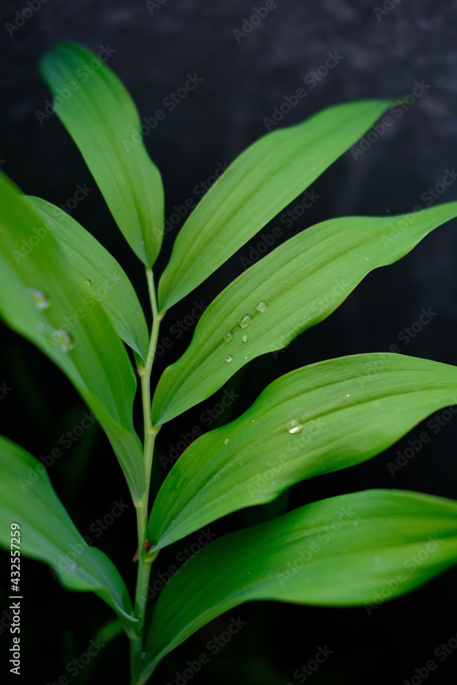 Obraz premium raindrops falling from green leaves. High quality photo