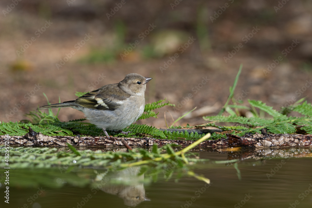 pinzón vulgar juvenil bebiendo y bañándose en el estanque del parque (Fringilla coelebs) pinzón vulgar juvenil bebiendo y bañándose en el estanque del parque (Fringilla coelebs)