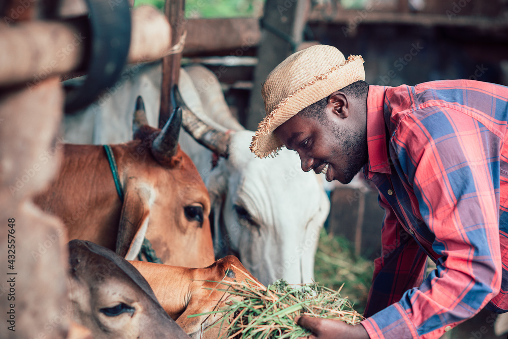 African farm worker farmer man feeding cows with hay and grass on animal  farm. Agriculture and animal farm concept Stock Photo | Adobe Stock