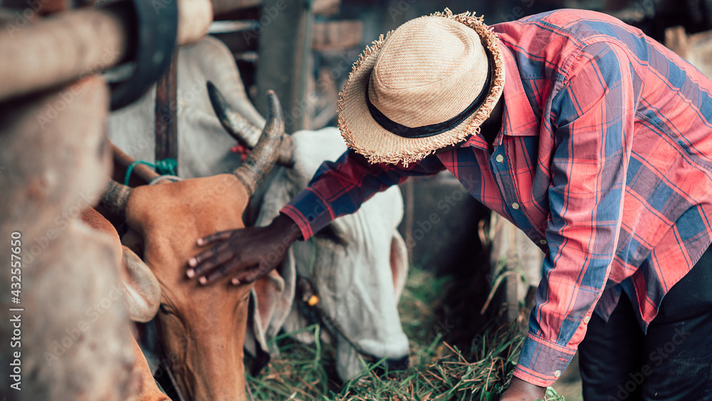 African farm worker farmer man feeding cows with hay and grass  on animal farm. Agriculture and  animal farm concept