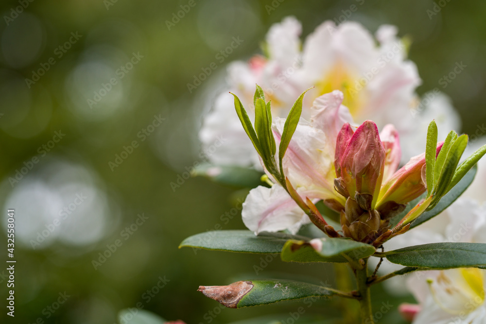 Obraz premium rhododendron flower