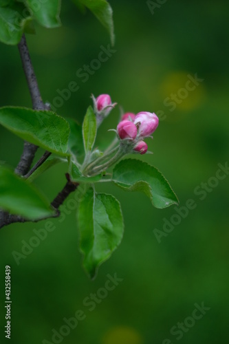 bright pink and white flowers on trees, blooming, spring landscape, beautiful background. High quality photo