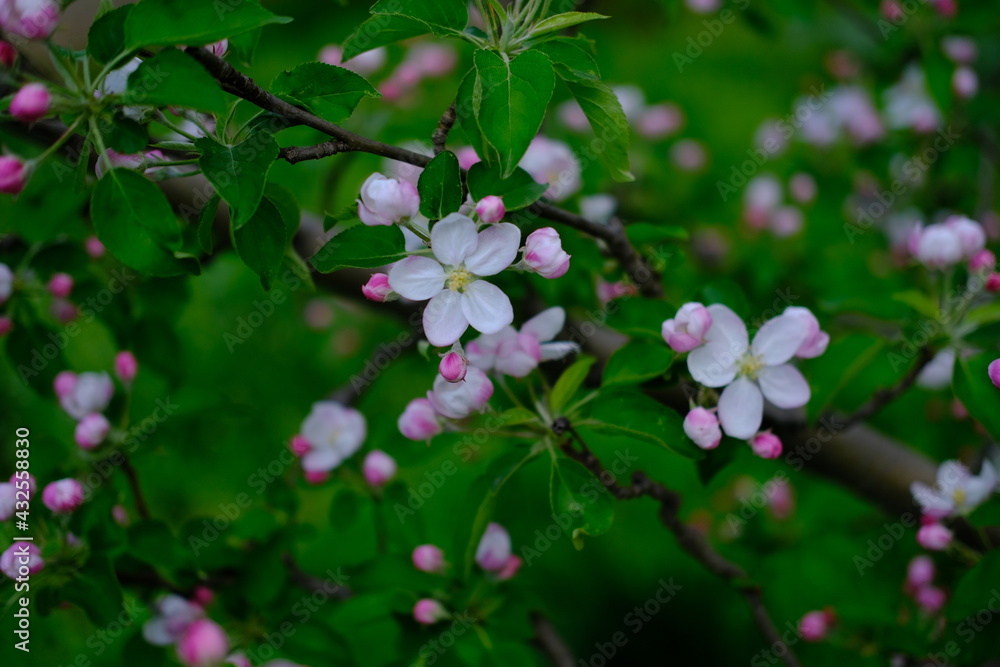 bright pink and white flowers on trees, blooming, spring landscape, beautiful background. High quality photo bright pink and white flowers on trees, blooming, spring landscape, beautiful background. High quality photo