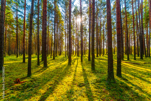 The sun shines through the trees in the pine forest on a clear summer day