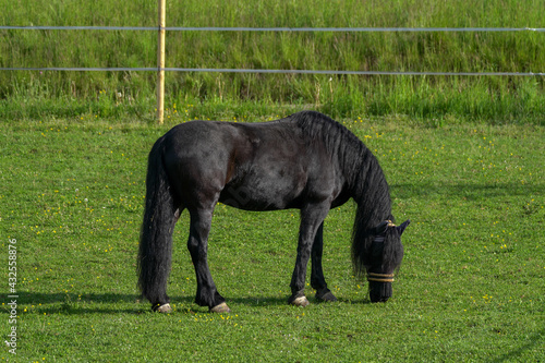 horse in the field