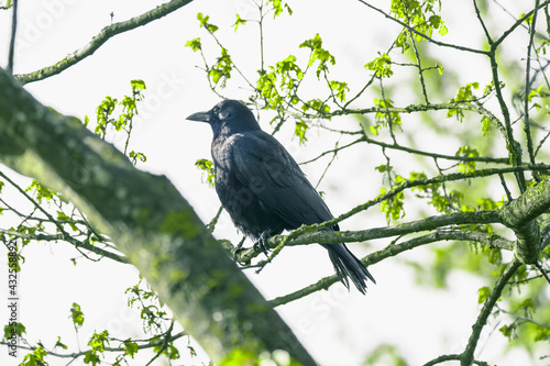 crow on a branch