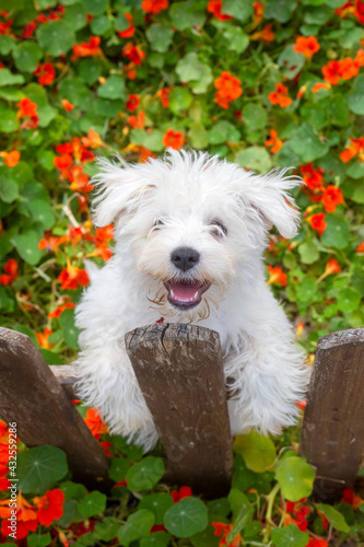 Puppy terrier dog in flower...