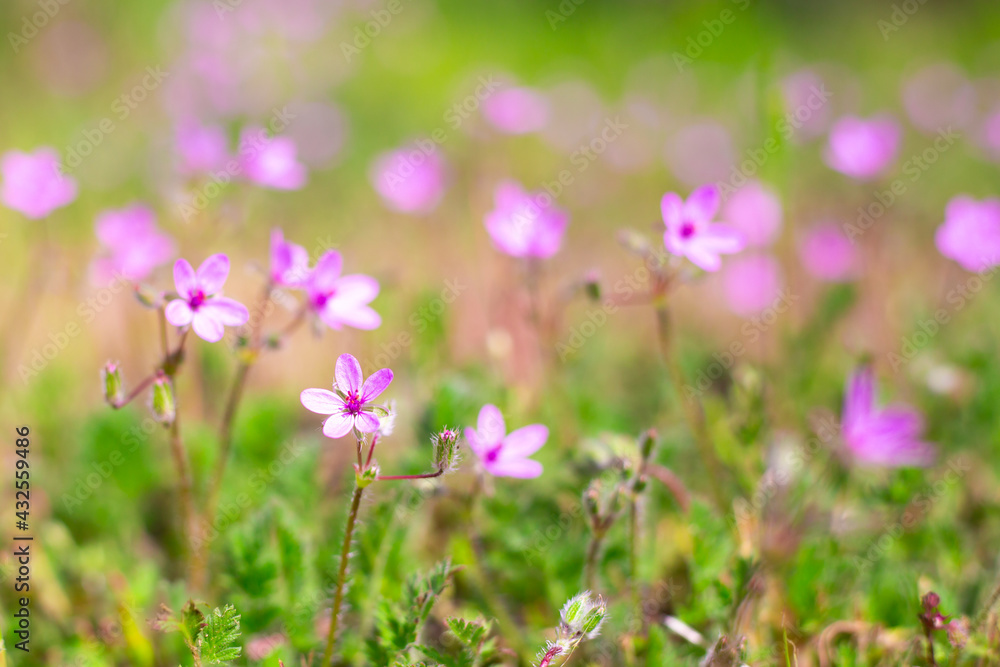 Beautiful floral blurred background. Lilac small wildflowers on a background of green grass on a summer day