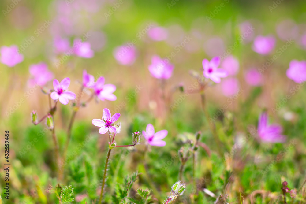 Obraz premium Beautiful floral blurred background. Lilac small wildflowers on a background of green grass on a summer day
