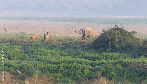 Photography Herd of Indian elephant (Elephas maximus indicus) in the forest of Jim corbett national park