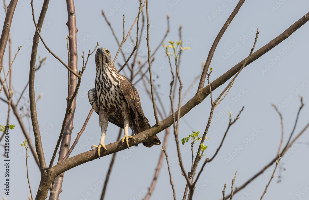Crested Hawk-Eagle or Changeable Hawk-Eagle (Nisaetus cirrhatus) in forest of jim corbett. Crested Hawk-Eagle or Changeable Hawk-Eagle (Nisaetus cirrhatus) in forest of jim corbett.