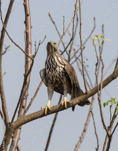 Crested Hawk-Eagle or Changeable Hawk-Eagle (Nisaetus cirrhatus) in forest of jim corbett.