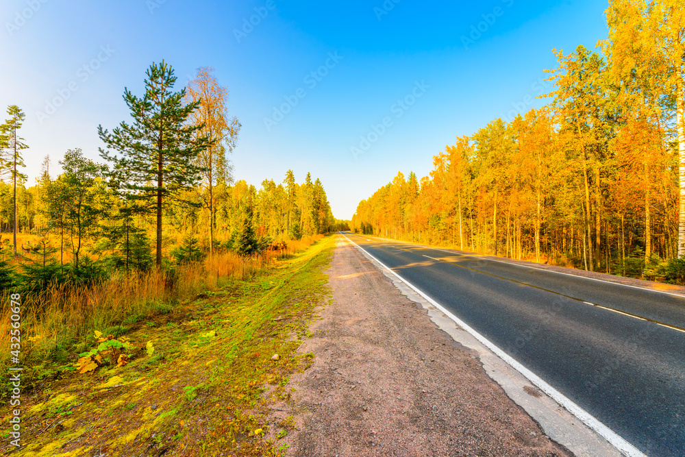 Fototapeta premium Autumn country road passing through a forest lit by the sun. View from the road
