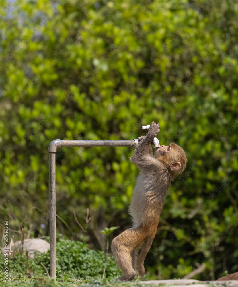 Obraz premium Rhesus macaque (Macaca mulatta) or Indian Monkey tring to drink water from dry water tab in the forest.