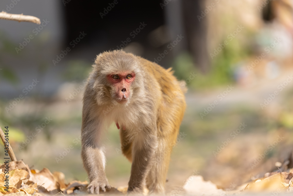 Rhesus macaque (Macaca mulatta) or Indian Monkey in forest sitting on tree. Rhesus macaque (Macaca mulatta) or Indian Monkey in forest sitting on tree.