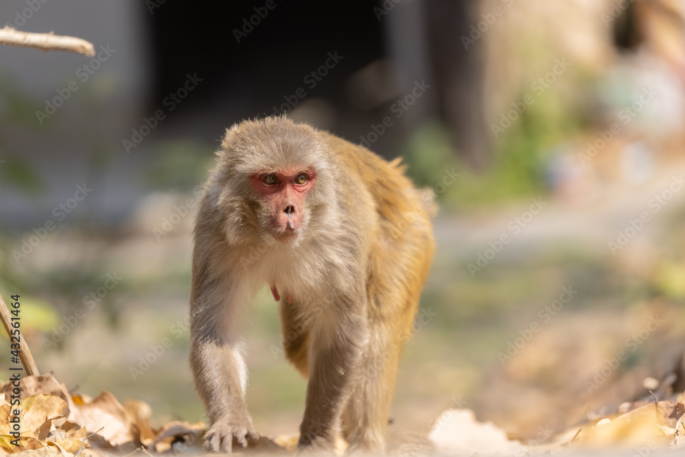 Rhesus macaque (Macaca mulatta) or Indian Monkey in forest sitting on tree.