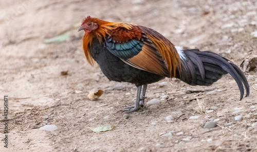 Jungle fowl (Gallus) male in forest of Jim corbett national park