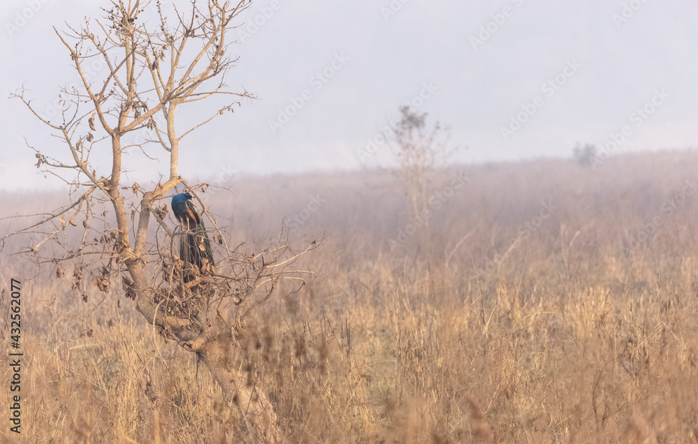 Indian Peafowl (Pavo cristatus) bird perched on tree in the foggy morning of winter in the forest. Indian Peafowl (Pavo cristatus) bird perched on tree in the foggy morning of winter in the forest.