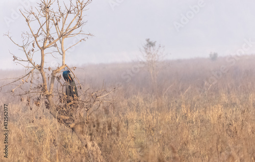 Indian Peafowl (Pavo cristatus) bird perched on tree in the foggy morning of winter in the forest.