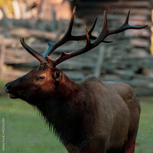 Profile of Bull Elk With Sunlight On Eye