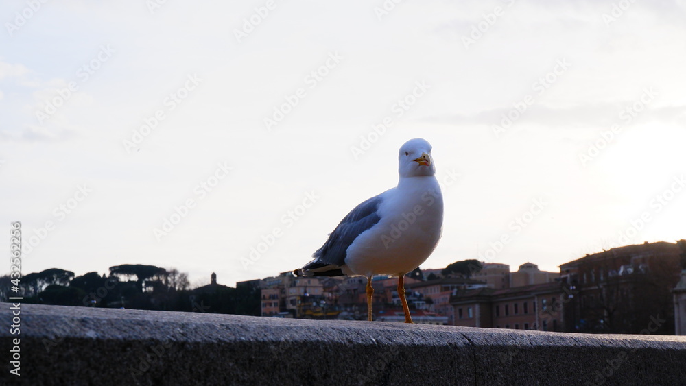 Seagull and Rome Italy cityscape