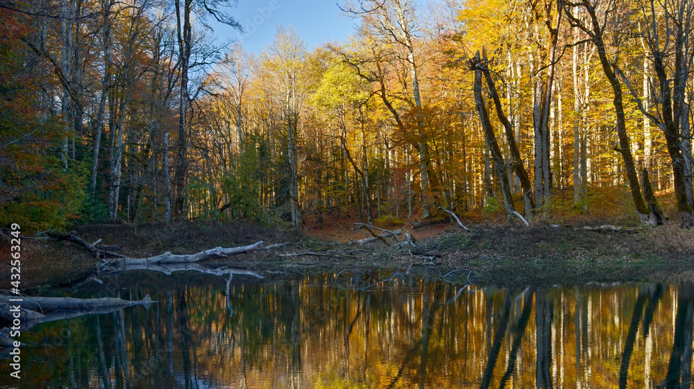 Autumn beech forest with reflection on Biogradsko lake in Montenegro Autumn beech forest with reflection on Biogradsko lake in Montenegro