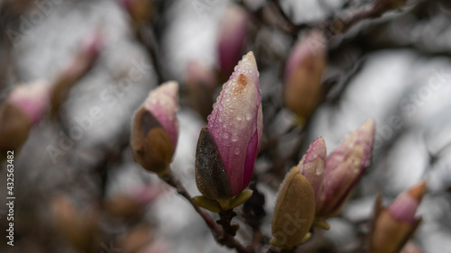 buds of magnolia