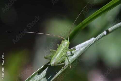 Green Grasshopper © simic