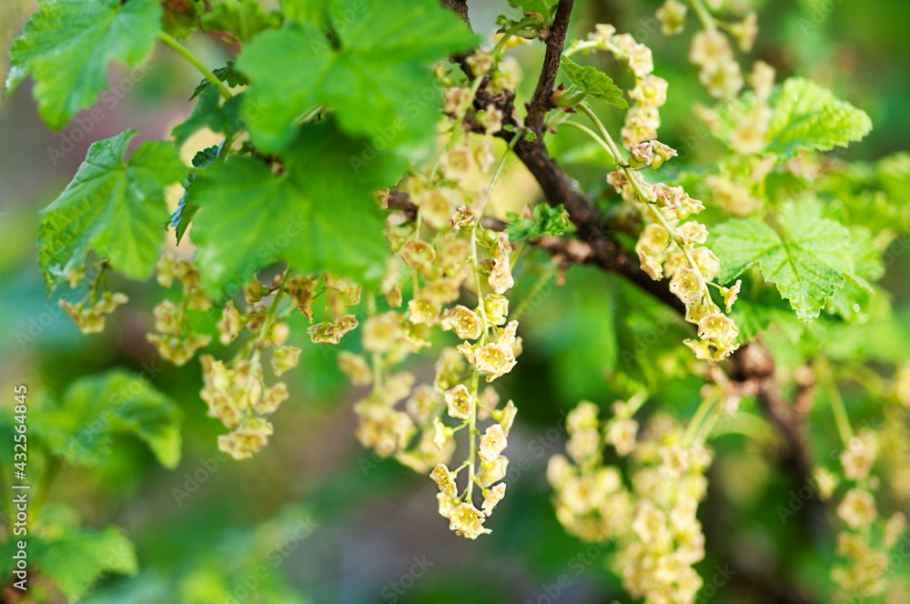 Flowering currants. Blossoming branch close up, gardening Flowering currants. Blossoming branch close up, gardening