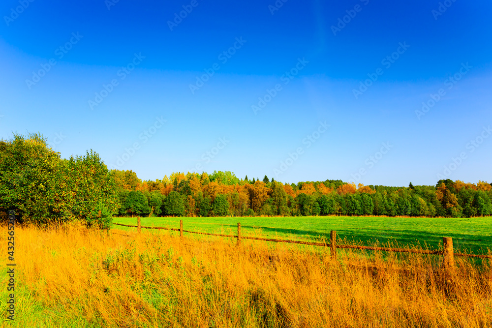 Field in an autumn forest fenced with a wooden hedge