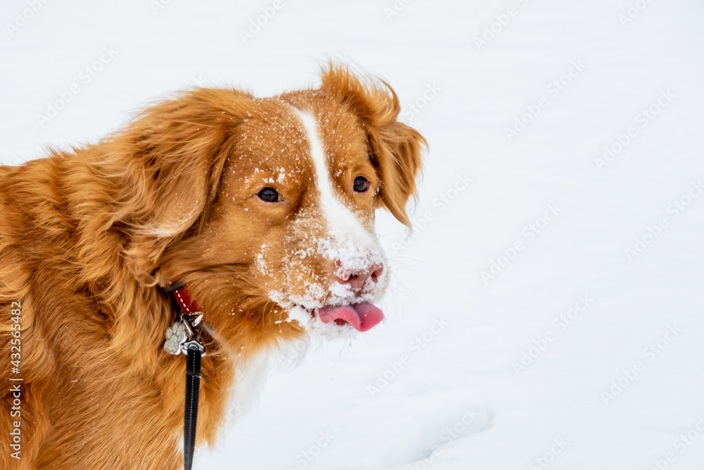 Closeup of Nova Scotia Duck Tolling Retriever sticking tongue out. Snow on his face, white snow background.