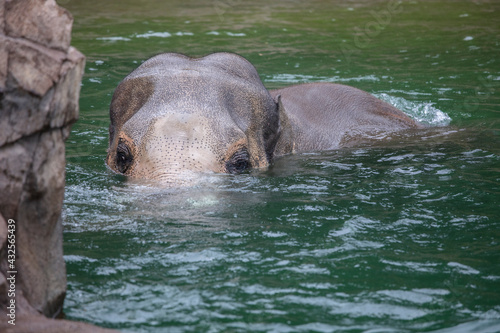 Asian elephant playing in water