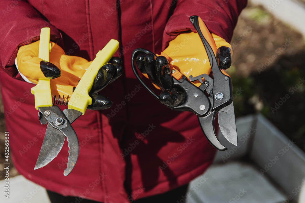 A man holds two secateurs of different kinds. The concept is the choice of tool for pruning shrubs. A man holds two secateurs of different kinds. The concept is the choice of tool for pruning shrubs.